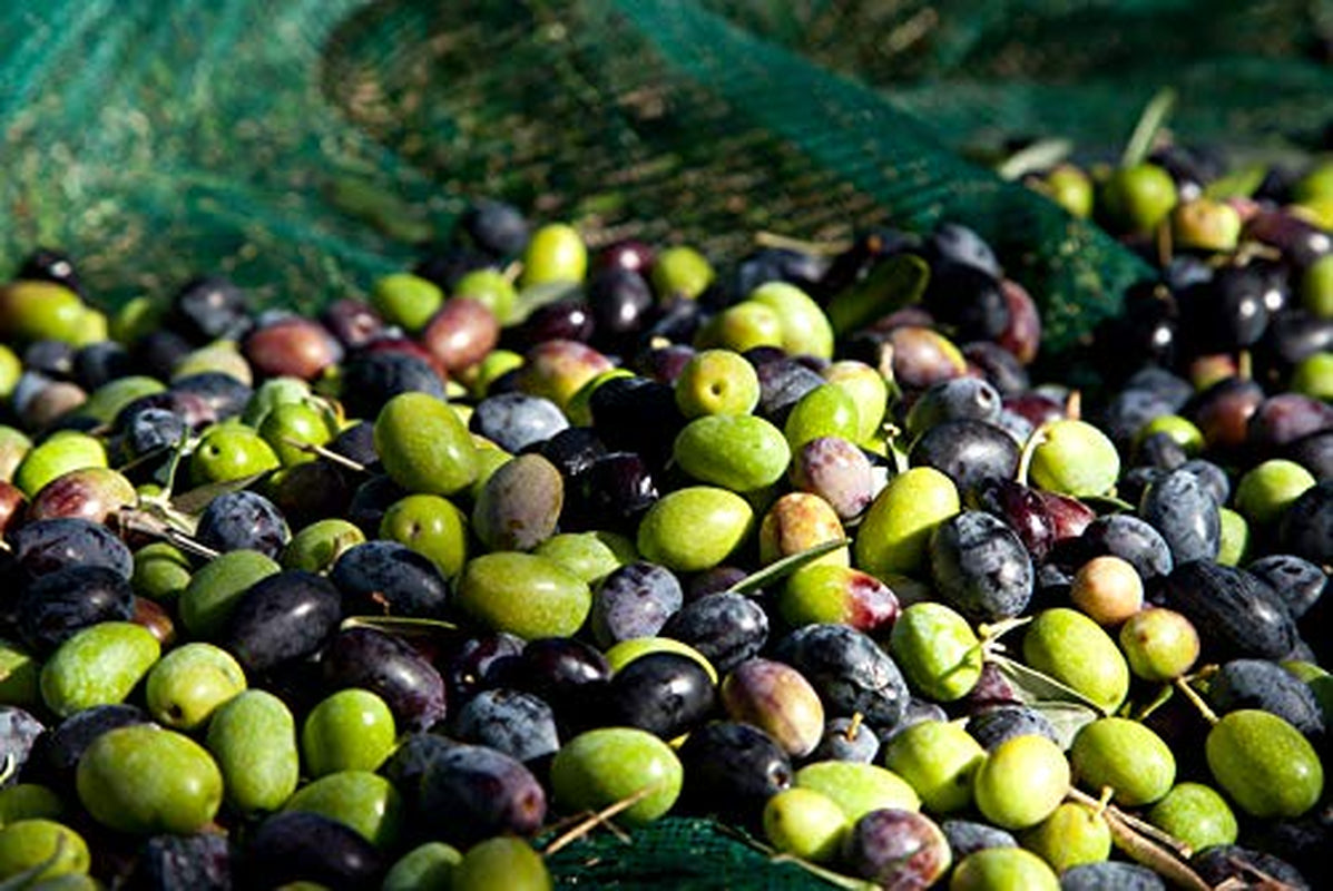Letizia Sicilian Extra Virgin Olive Oil DOP 500 Ml