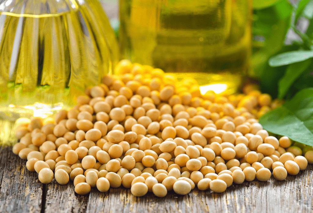 7 Powerful Steps to Making Soybean Oil at Home