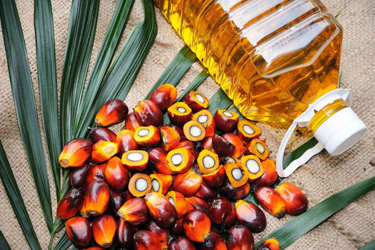 10 Powerful Ways How Can Palm Oil Be More Sustainable