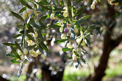Letizia Sicilian Extra Virgin Olive Oil DOP 500 Ml
